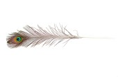 peacock feather 115 - 125cm