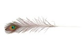 plume de paon 110 - 120cm