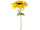 sunflower "giant" XL 130cm high