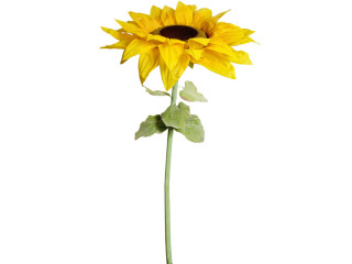 Sonnenblume "Giant" XXL 200cm hoch
