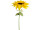 sunflower "giant" XXL 200cm high