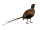 pheasant upright brown-colored 70cm