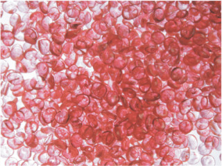 Crystalpearls dunkelrosa 190ml/Dose ca.130g  3 - 6mm