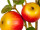 Apfelzweig natural gelb/rot 20 x 94cm