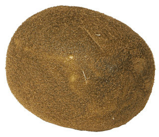 Kiwi natural Ø 5,5 x 7cm