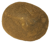 Kiwi natural Ø 5,5 x 7cm