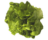Salatkopf natural grün Ø 20 x 15cm