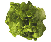 Salatkopf natural grün Ø 20 x 15cm