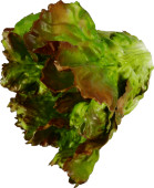 Salatkopf natural grün-rot Ø 18 x 17cm