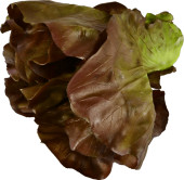 Eichblattsalat natural rot-grün, Ø 20 x 15cm