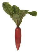 Rettich natural lang rot Ø 5 x L 40cm