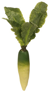 Rettich natural lang weiss Ø 5 x L 40cm