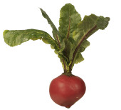 Rettich natural rund rot Ø 9 x L 25cm