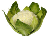 Blumenkohl natural grün/weiss Ø 16 x H 13cm