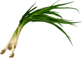 Frühlingszwiebel-Bund 6-tlg. grün-weiss 40cm