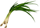 Frühlingszwiebel-Bund 6-tlg. grün-weiss 40cm