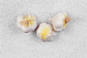 Knoblauch weiss 3er Set 7 x 5cm PVC