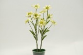 Edelweiss 3 Blüten 30cm lang