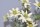Edelweiss 3 Blüten 30cm lang