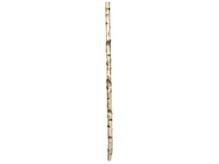 tronc de bouleau 170 - 175cm