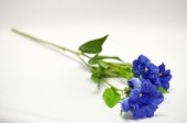 gentiane 6 fleuraisons bleues 48cm de long