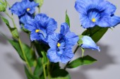 Enzian 6 Blüten blau 48cm lang