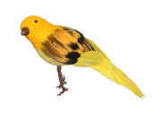 Vogel Robin stehend gelb