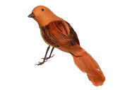 Vogel Robin stehend orange