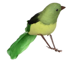 Vogel Robin stehend grün