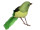 bird "Robin" standing green