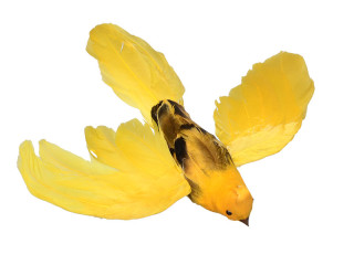 bird "Robin" flying yellow