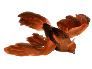 Vogel "Robin" fliegend orange