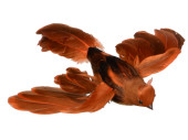 oiseau "Robin" volant orange