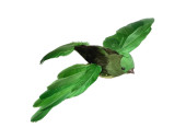 bird "Robin" flying green