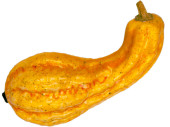 pumpkin oblong 20cm yellow