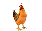 poule avec plumes petit nature-orange h 22cm