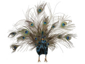 Pfau klein gefächerter Schwanz blau/braun 60 x 12 x...