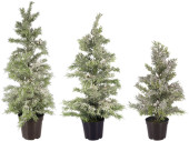 cypress snow-covered in pot, var. sizes