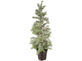 cypress snow-covered in pot 75cm
