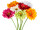gerbera 62cm en diff. couleurs