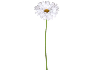Gerbera 62cm weiss