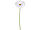 Gerbera 62cm weiss
