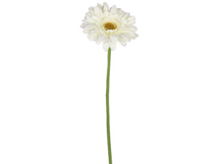 Gerbera 62cm crème