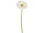Gerbera 62cm crème