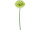 Gerbera 62cm grün