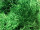 laine de bois 1000g vert