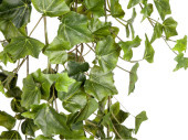 Efeuhänger Natural 180cm grün, 423 Blätter 3,5-6,5cm