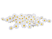 Margeriten-Streublüten Heidi 48 St weiss/gelb,...