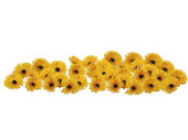 Gerbera-Streublüen Heidi 36 St. gelb Ø 11,5cm