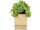 Minze in Paperbag Kunststoff/Papier, H 14 cm